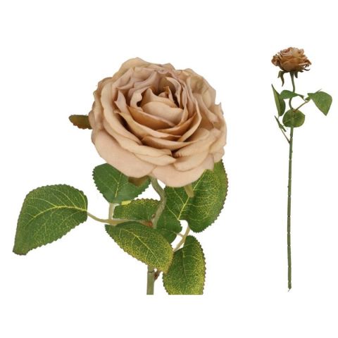 VARA ROSA DRIED 50CM *CAFE 565682