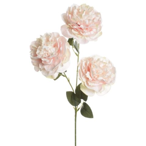 VARAPEONIA X4 *ROSA 7804