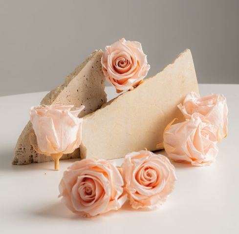 ROSA STANDARD BOX 6 *ROSA NUDE *RST/SP00