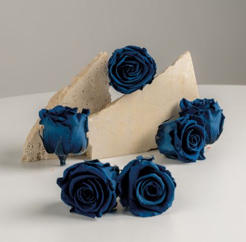 ROSA STANDARD BOX 6 *AZUL MARINO *RST/SP01