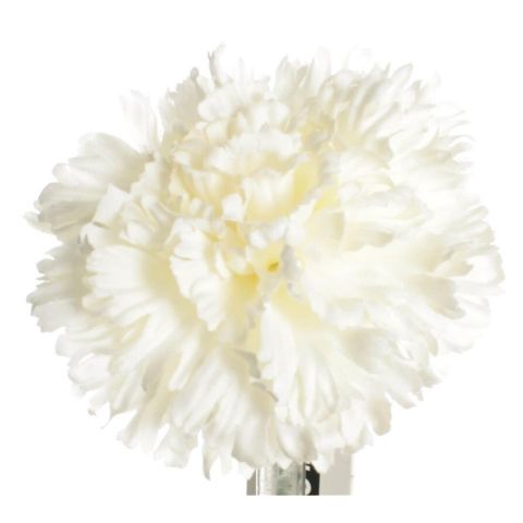 FLOR FLAMENCA CLAVEL 7811 C-1 BLANCO