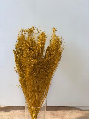 BROOMS PRESS *MOSTAZA 000.006.14