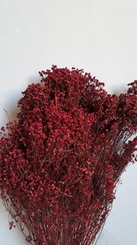 BROOMS 000-006.48*BURDEOS