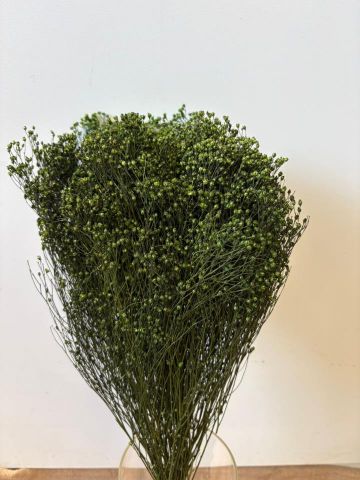 BROOMS PRESERVADO VERDE OSCURO  000-006.67