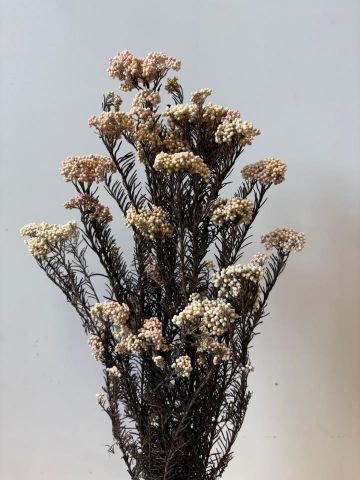 FLOR ARROZ PRES. *BLANCO 000.809-00