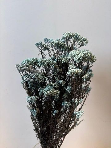 FLOR ARROZ PRES. *CELESTE  000.809-71