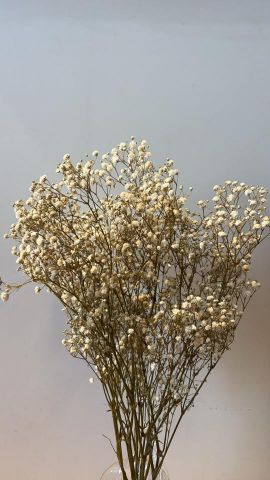 PANICULATA PRES. NATURAL 82036