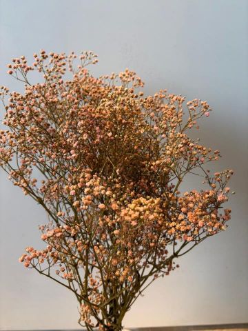 GYPSOPHILA PANICULATA PRES*SALMON 000-442.44