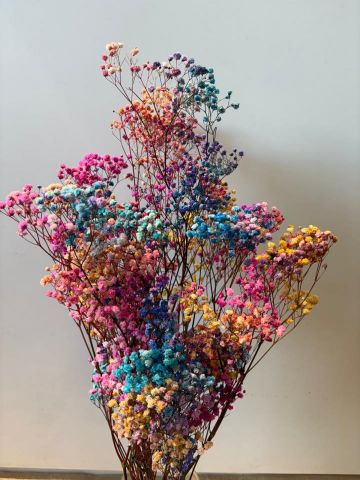 PANICULATA PRESS. *RAIMBOW 