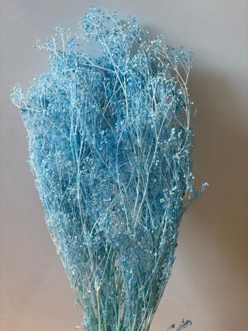 GYPSOPHILA PANICULATA *CELESTE 000.442.70