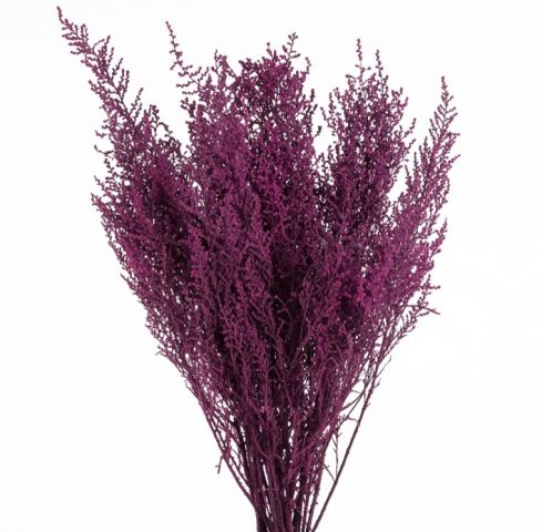 STOEBE *FUCSIA  STB/0713