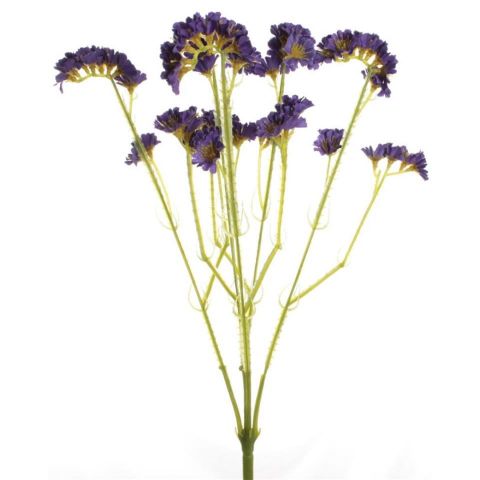 RAMO STATIS *LILA 7792