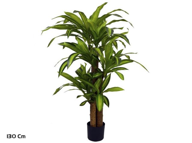 PLANTA DRACENA X3 130 CMS 77852