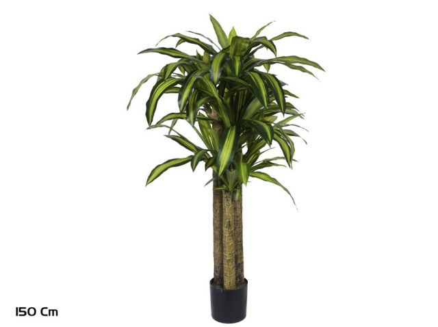 ARBOL DRACENA X 3 150 CM 77869