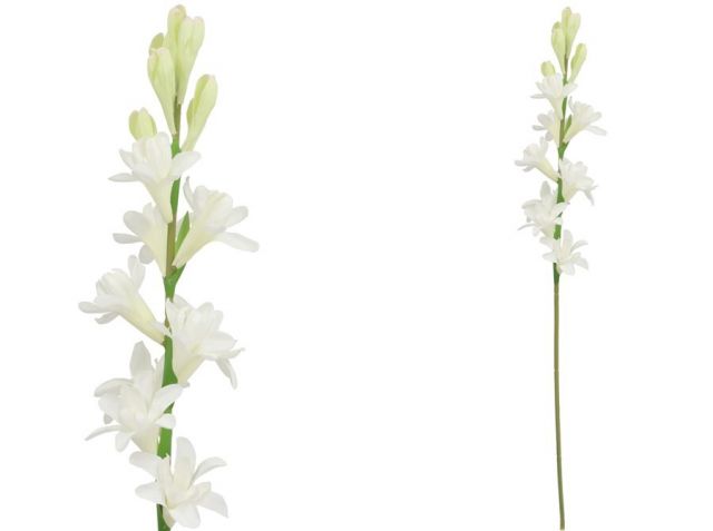 VARA NARDO  67CM *BLANCO 629513
