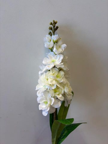 DELPHINIUM CREMA 6277-01