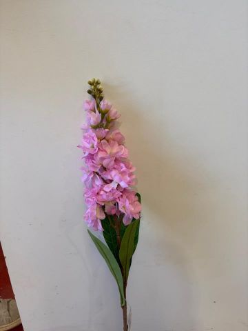 DELPHINIUM ROSA 6277-12