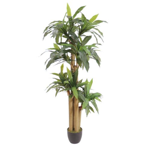 DRACAENA 180CMS 7171-09