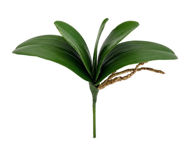 RAMO HOJAS ORQUIDEAS CON RAICES 25 CMS 740645